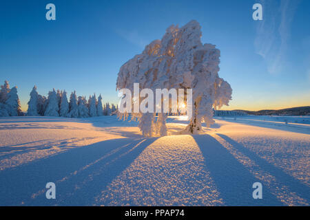 Schnee bedeckt Buche, Winbuche, bei Sonnenaufgang im Winter, Schauinsland, Schwarzwald, Freiburg im Breisgau, Baden Württemberg, Deutschland Stockfoto