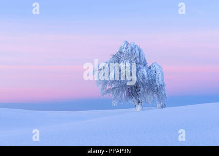 Schnee bedeckt Buche, Winbuche, in der Dämmerung, Winter, Schauinsland, Schwarzwald, Freiburg im Breisgau, Baden Württemberg, Deutschland Stockfoto