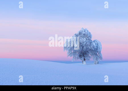 Schnee bedeckt Buche, Winbuche, in der Dämmerung, Winter, Schauinsland, Schwarzwald, Freiburg im Breisgau, Baden Württemberg, Deutschland Stockfoto