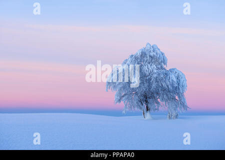 Schnee bedeckt Buche, Winbuche, in der Dämmerung, Winter, Schauinsland, Schwarzwald, Freiburg im Breisgau, Baden Württemberg, Deutschland Stockfoto