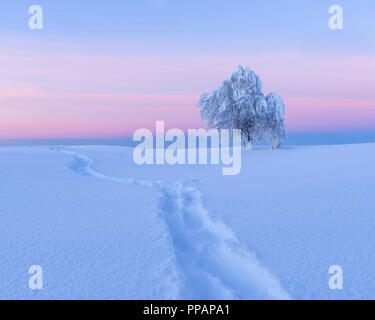 Schnee bedeckt Buche, Winbuche, mit Spur im Schnee, in der Dämmerung, Winter, Schauinsland, Schwarzwald, Freiburg im Breisgau, Baden-Württemberg, Deutsch Stockfoto