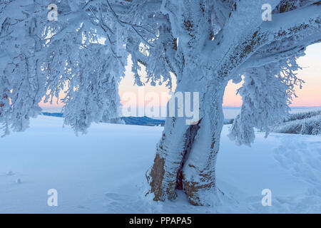 Schnee bedeckt Buche, Winbuche, in der Dämmerung, Winter, Schauinsland, Schwarzwald, Freiburg im Breisgau, Baden Württemberg, Deutschland Stockfoto