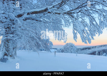 Schnee bedeckt Buche, Winbuche, in der Dämmerung, Winter, Schauinsland, Schwarzwald, Freiburg im Breisgau, Baden Württemberg, Deutschland Stockfoto