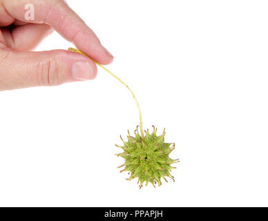 Kaukasische weibliche Hand, die eine Sweet Gum Tree seed Pod von Liquidambar styraciflua, die gemeinhin als amerikanische Sweet gum ein Laubbaum in der gen Stockfoto