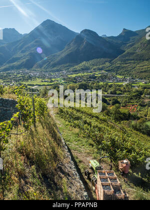 Erntezeit im Bio-Weinberg Les Granges im Aostatal NW Italien, mit Blick auf die Stadt Fenis. Stockfoto