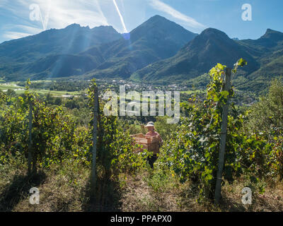 Vorbereitung auf die Lese der Trauben zur Erntezeit im Bio-Weingarten Les Granges im Aostatal NW Italien. Mit Blick auf die Stadt Fenis. Stockfoto