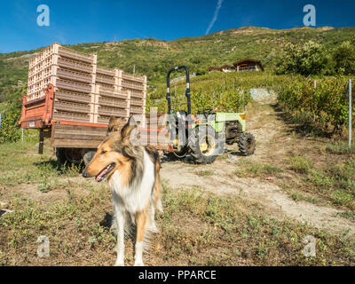 Langhaar Shetland Sheepdog Farm Hund während der Erntezeit im Les Granges Vineyard im Aosta Valley NW Italien Stockfoto