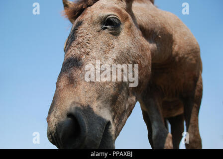 Nahaufnahme des Gesichts ein Pferd, Pferd an Kamera suchen Stockfoto