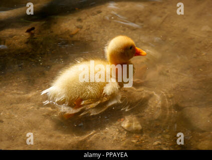 Süße kleine gelbe Entlein Schwimmen allein in einem Teich oder See. Stockfoto