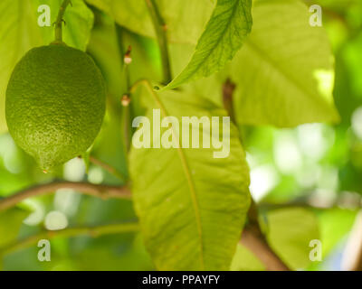 Reife Früchte Lemon Tree Nahaufnahme auf einem Zweig mit grünen Blättern. Stockfoto