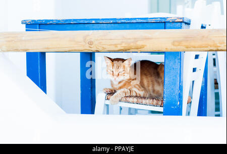 Ingwer Katze sitzt auf einem Stuhl, Naxos, Griechenland Stockfoto