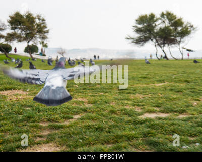 Taube von hinten im Flug mit den Flügeln über City Park und Meer Hintergrund in Izmir, Türkei Stockfoto