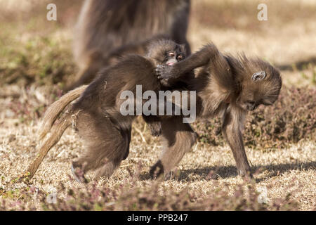 Spielen kämpfen. Gelada baboon, alte Welt Affe, Theropithecus gelada aka Bluten - Herz Monkey. simiens Nationalpark, Äthiopien Stockfoto