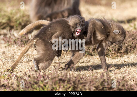 Spielen kämpfen. Gelada baboon, alte Welt Affe, Theropithecus gelada aka Bluten - Herz Monkey. simiens Nationalpark, Äthiopien Stockfoto