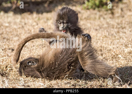 Spielen Kinder. Gelada baboon, alte Welt Affe, Theropithecus gelada aka Bluten - Herz Monkey. simiens Nationalpark, Äthiopien Stockfoto