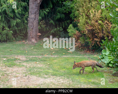 London UK, urban Fox, Wildschweinen, im Garten spazieren zu gehen. Vulpes vulpes. Stockfoto