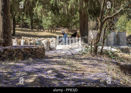 Renovierung Arbeiter, unter Jacaranda Blumen, Fasil Ghebbi, Royal Enclosure, Gonder, Äthiopien. UNESCO-Weltkulturerbe. Stockfoto