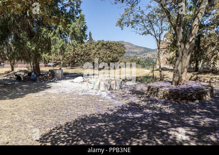 Renovierung Arbeiter, unter Jacaranda Blumen, Fasil Ghebbi, Royal Enclosure, Gonder, Äthiopien. UNESCO-Weltkulturerbe. Stockfoto