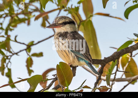 Gestreifte Kingfisher (Halcyon chelicuti) ist eine Pflanzenart aus der Unterfamilie der Baum Kingfisher, Tis Aby, Äthiopien Stockfoto