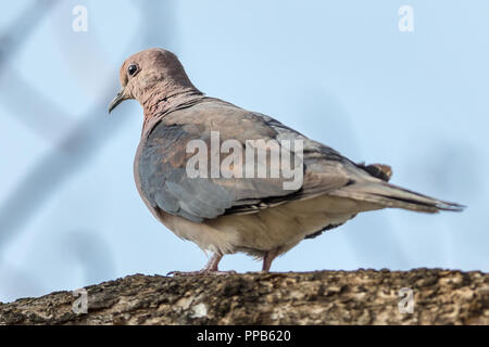 Laughing dove (Spilopelia senegalensis), aka Lachen Turteltaube, Palm Taube und Senegal Taube, Lake Tana, Bahir Dar, Äthiopien Stockfoto