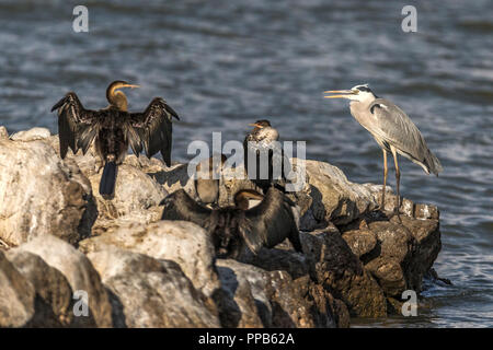 Graureiher Ardea cinerea, + White-breasted Kormorane, Alopochen aegyptiaca, Lake Tana, Bahir Dar, Äthiopien Stockfoto