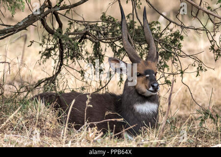 Männliche Mountain Nyala kauen Der cud, Bale Berge, Äthiopien Stockfoto