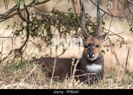 Männliche Mountain Nyala, Bale Berge, Äthiopien Stockfoto