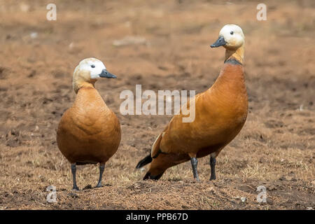 Ruddy Brandgans, Tadorna ferruginea, in Indien als die Brahminy Ente bekannt, Sanetti Plateau, Bale Berge, Äthiopien Stockfoto