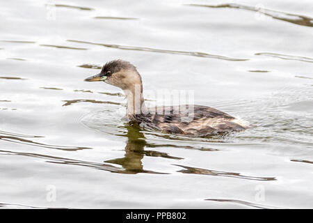 Zwergtaucher, Tachybaptus ruficollis, aka dabchick, in der Nähe von vulkanischen See, Bishoftu aka Debre Zeit, Oromia Region, Äthiopien, Stockfoto