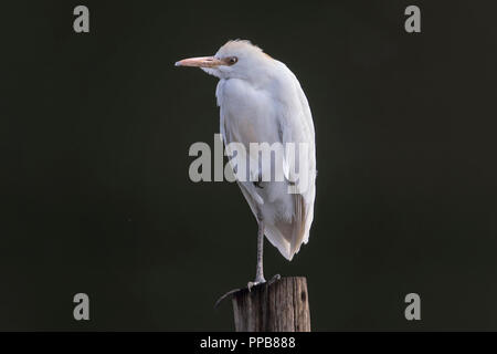 Kuhreiher, Bubulcus ibis, See vulkanischen Ursprungs, Bishoftu aka Debre Zeit, Oromia Region, Äthiopien, Stockfoto