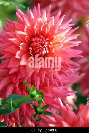 Dahlie, asteraceae Vielzahl von orange Wimpel Chrysantheme, große Blume Nahaufnahme von einem zarten rosa-orange Farbe, Lachsfarben, ungewöhnliche und Hell Stockfoto