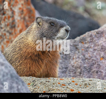 Yellow-bellied Murmeltier (Marmota flaviventris) Nahaufnahme Stockfoto