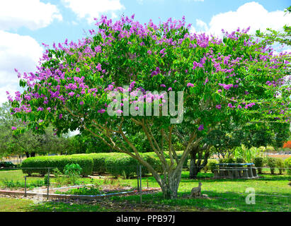 50 grüne Bäume 30 mm hoch violett blühend 