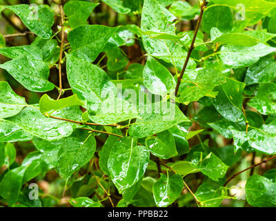 Nasses Laub der Syringa (lila) Bush im Herbst regen Stockfoto