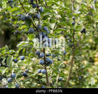 Große Anzahl von Früchten der Zwetschge Pflaume Hängen an einem Baum Stockfoto