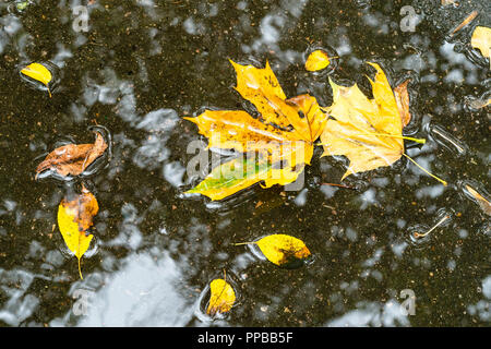 Schwimmende gelbe Blätter von Maple Tree in der Pfütze auf Asphalt Straße im Herbst regen Stockfoto