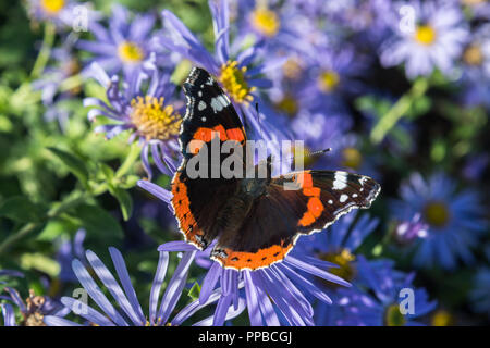 Nahaufnahme eines Red Admiral Schmetterling Fütterung auf den Nektar der lila Michaelmas Daisy Flowers in einem Park in Lancashire, England, Großbritannien im Spätsommer. Stockfoto