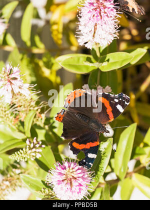 Red Admiral Schmetterling, Vanessa Atlanta, mit Flügeln ausgestreckt, Großbritannien Stockfoto