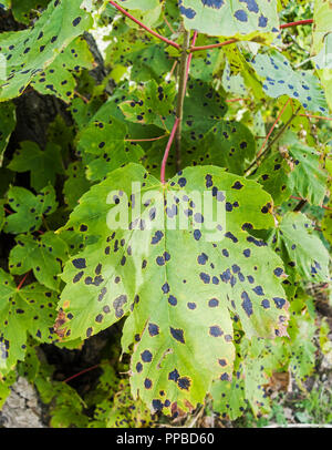 Blatt- oder tar-spot Krankheit auf Maple Tree in Cramlington, Northumberland, Großbritannien. Stockfoto