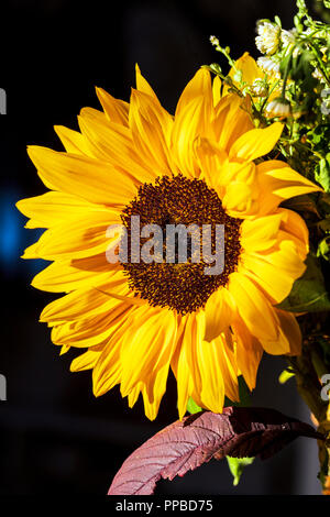 In der Nähe von Sunflower Blüte; Helianthus Stockfoto