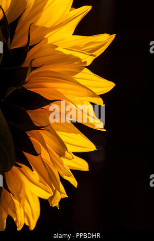 In der Nähe der gelb unterlegte Sonnenblume Blüte Blütenblätter; Helianthus Stockfoto