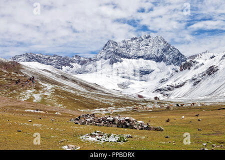 High Altitude Trek zum Rainbow Bergen durch Wiesen und Weiden mit grasenden Lamas und Alpakas, schneebedeckten Anden, Peru. Stockfoto