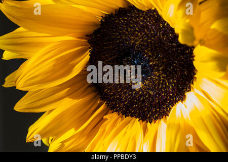 In der Nähe von Sunflower Blüte; Helianthus Stockfoto