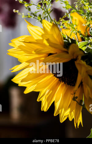 In der Nähe von Sunflower Blüte; Helianthus Stockfoto