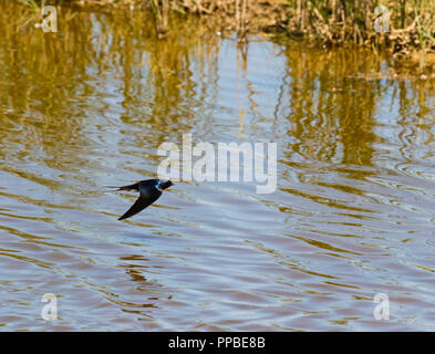 Die Rauchschwalbe, Hirundo rustica, fliegen in Llobregat Naturpark. Barcelona. Catalunya. Spanien Stockfoto