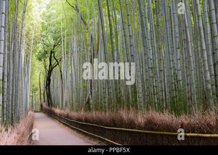 Weg im Bamboo Grove in Arashiyama, Kyoto Stockfoto