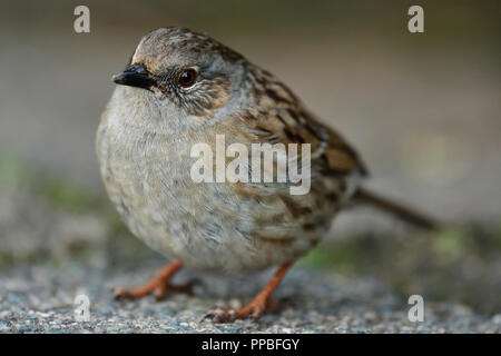 Nahaufnahme eines dunnock (Phasianus colchicus) Stockfoto