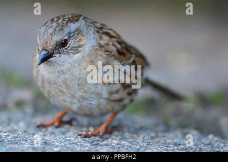 Nahaufnahme eines dunnock (Phasianus colchicus) Stockfoto