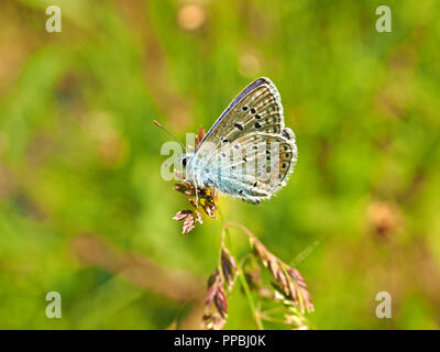 Gemeinsame Blauer Schmetterling (Polyommatus icarus) ruht auf Gass seedhead mit grünem Hintergrund in der Ariège Pyrenäen, Frankreich Stockfoto