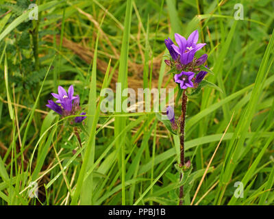 Tief violetten Blüten von gruppierten Glockenblume oder Däne Blut (Campanula glomerata) in der Ariège Pyrenäen, Frankreich Stockfoto